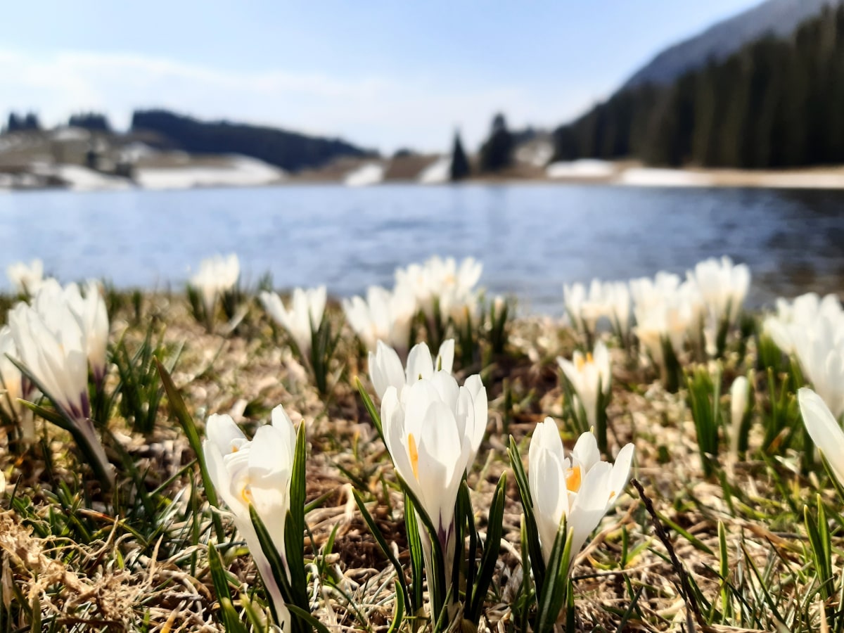 Frühlingserwachen am Seewaldsee