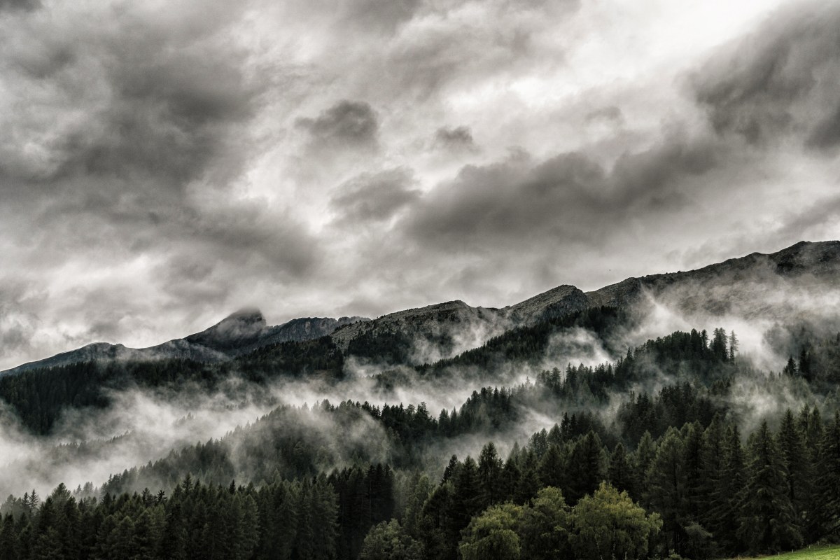Nebelkunst im Wald