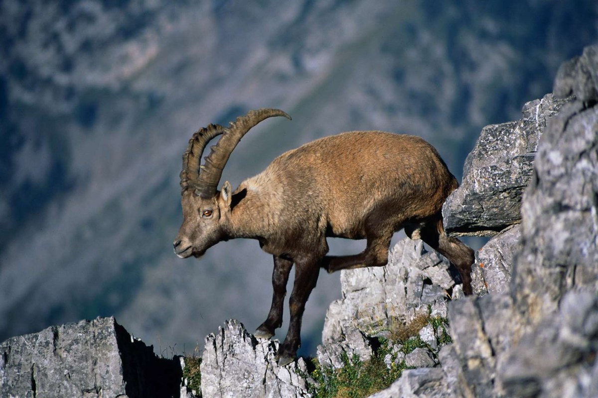 Steinbock in Pose