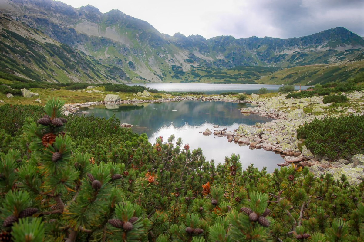 Das Tatra-Gebirge, mehrstöckige Vegetation, Bergkiefer