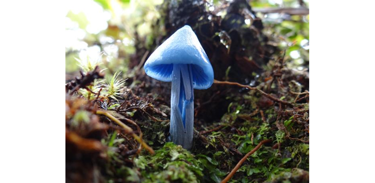 Seltener "Blauer Pilz" am Mt. Cook, Neuseeland