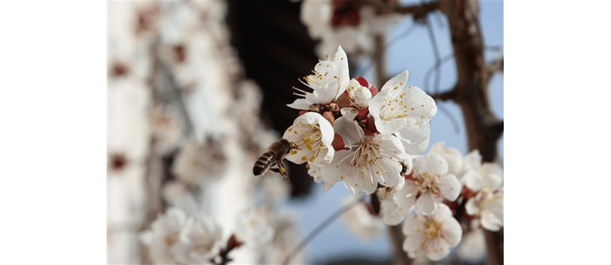 Biene fliegt auf Marillenblüten