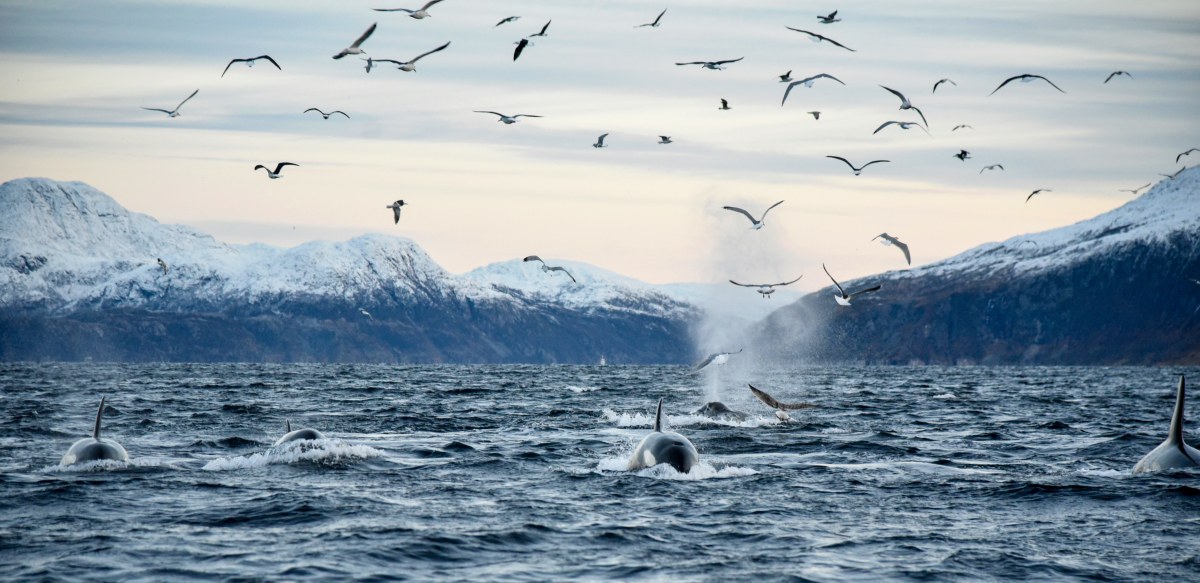 Orcas, Buckelwale & Fjorde