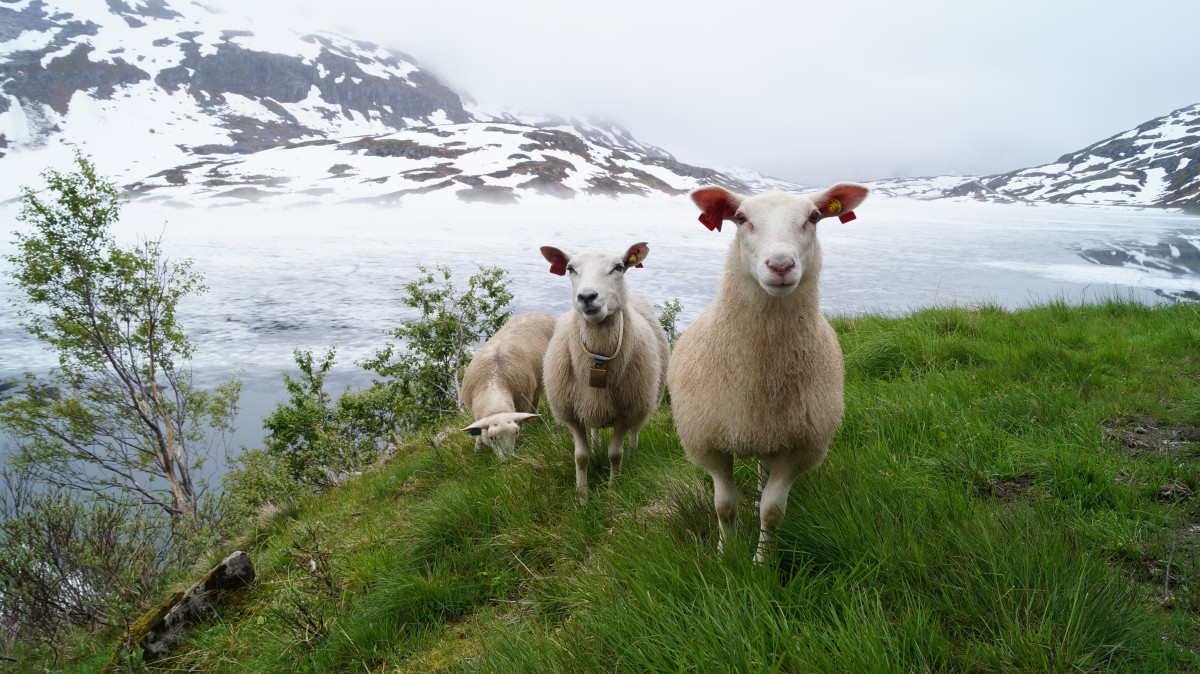 Posierende Schafe vor eisigem Hintergrund
