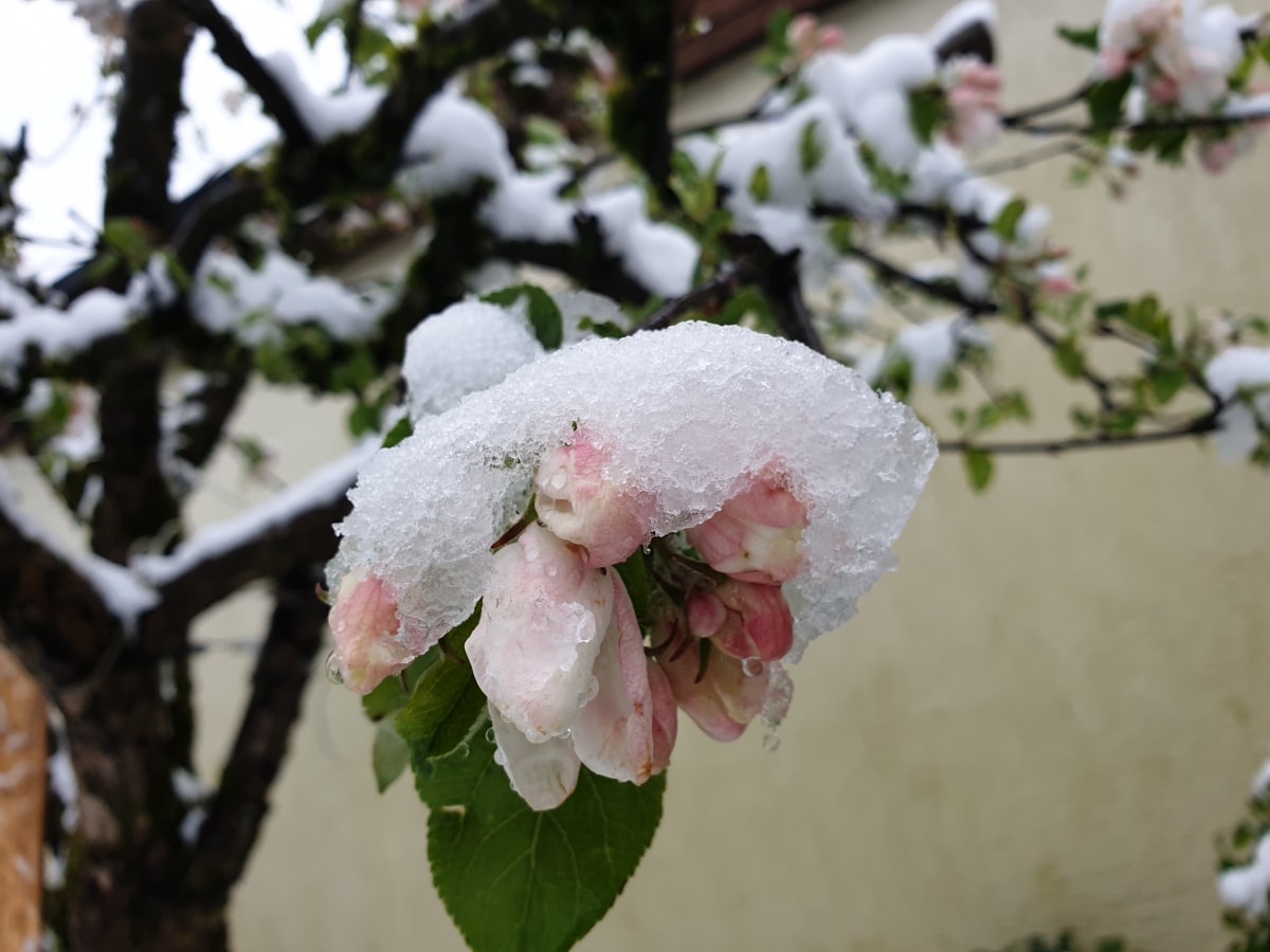 Winterrückkehr?