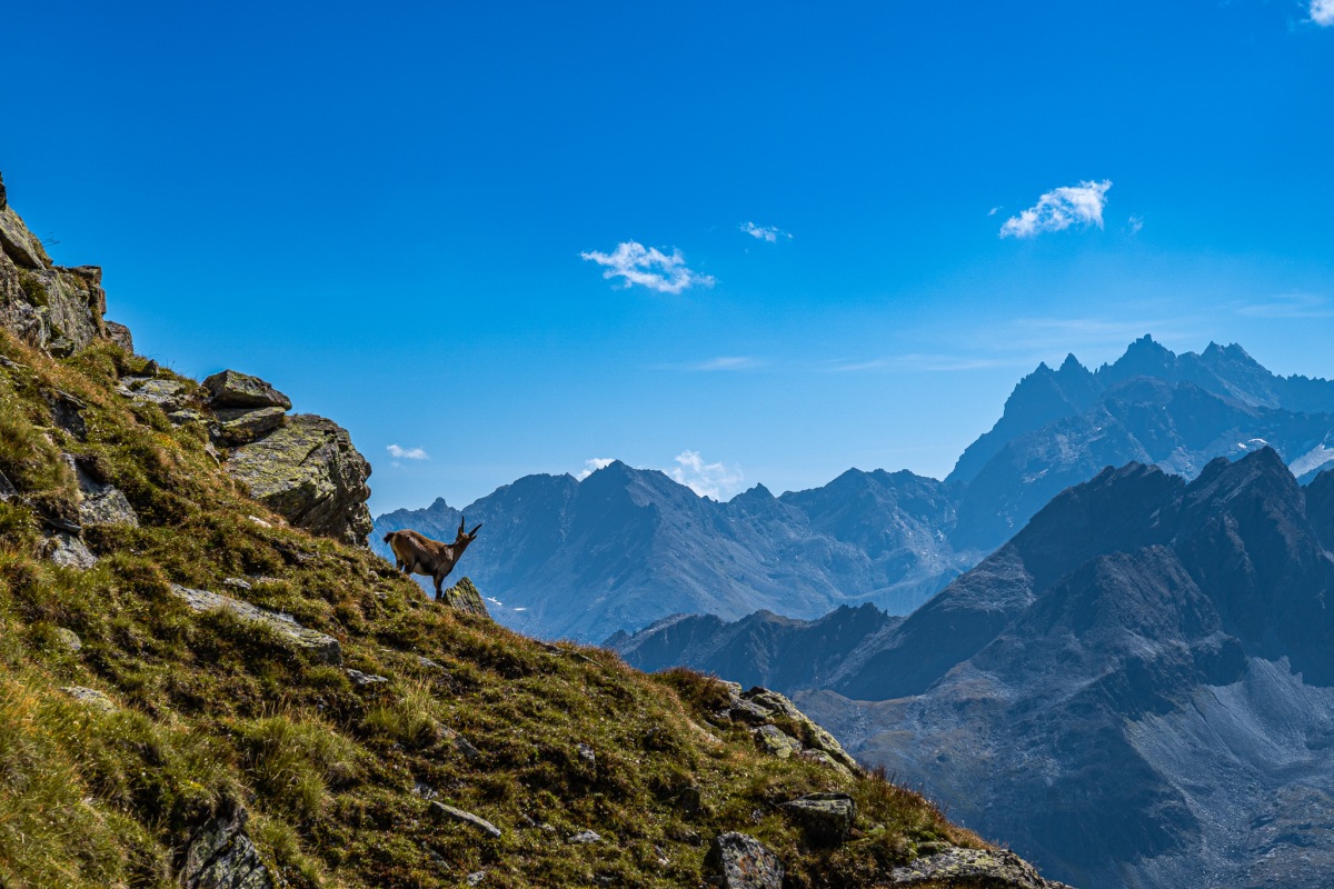 Der Steinbock und die Weite der Silvretta