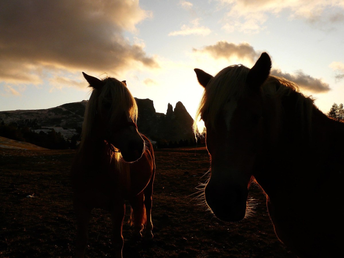 Alm-Pferde im Abendlicht