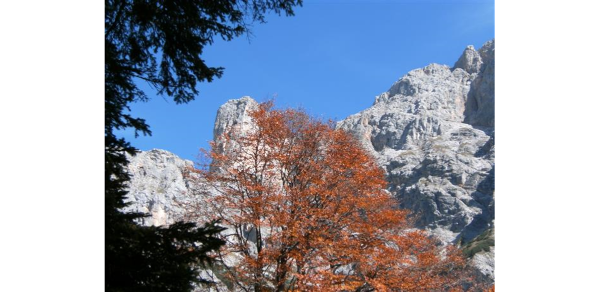 Herbstbaum vor dem Sommerstein/Schönegg-Massiv