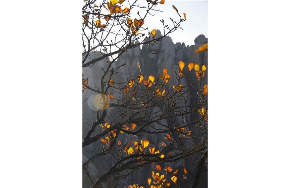 Herbstfeuer in Huáng Shan