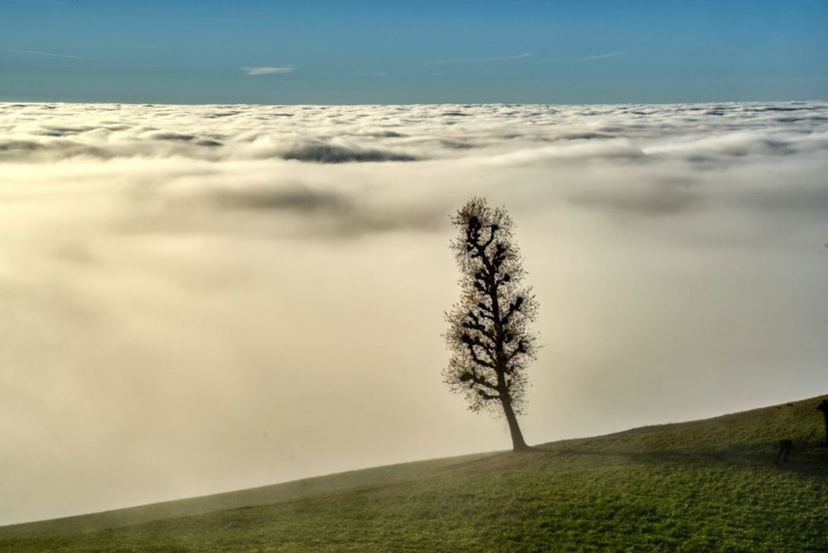 ein Baum über dem Nebelmeer