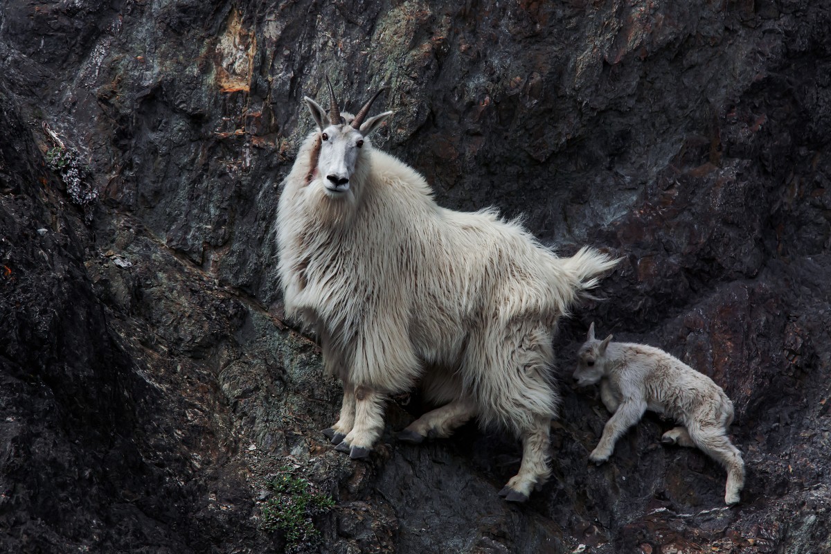 Mountain Goat mit Nachwuchs /wildlife Kanada