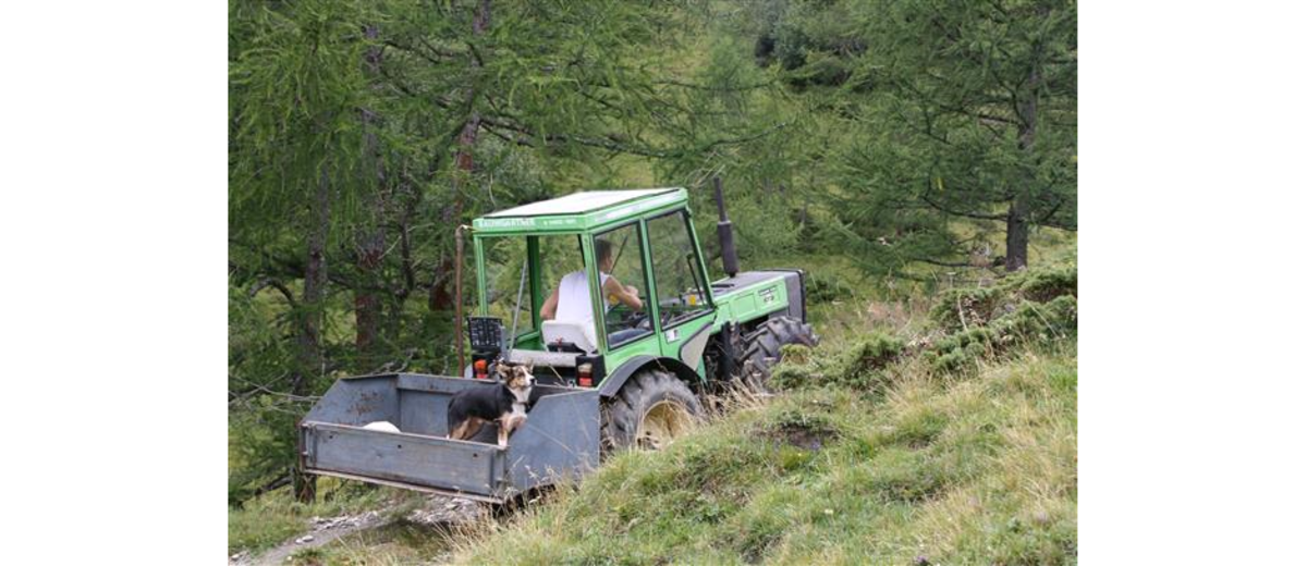 tierisches Glück