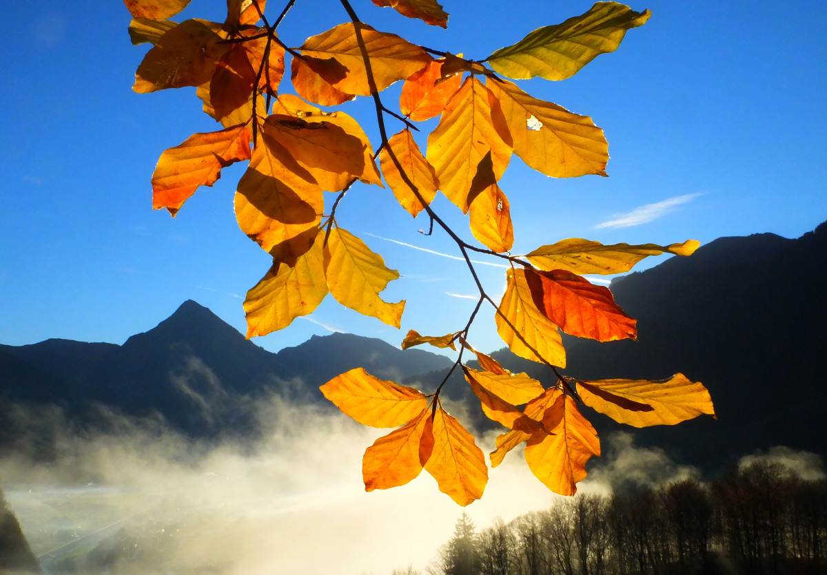 Unübersehbar Herbst