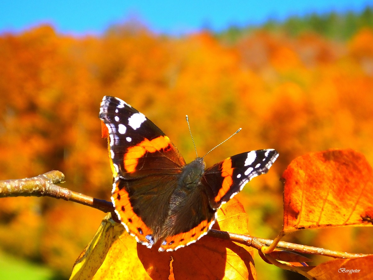 Herbstliche Farben