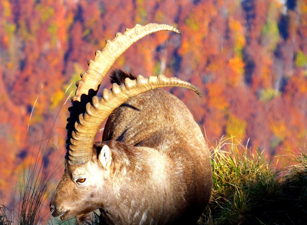 Ein prächtiger Steinbock über dem Herbstwald