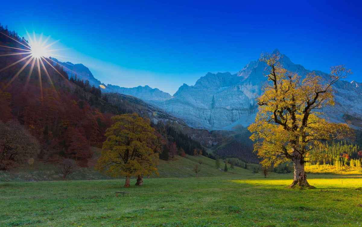 Erste Sonnenstrahlen auf den Ahornbaum