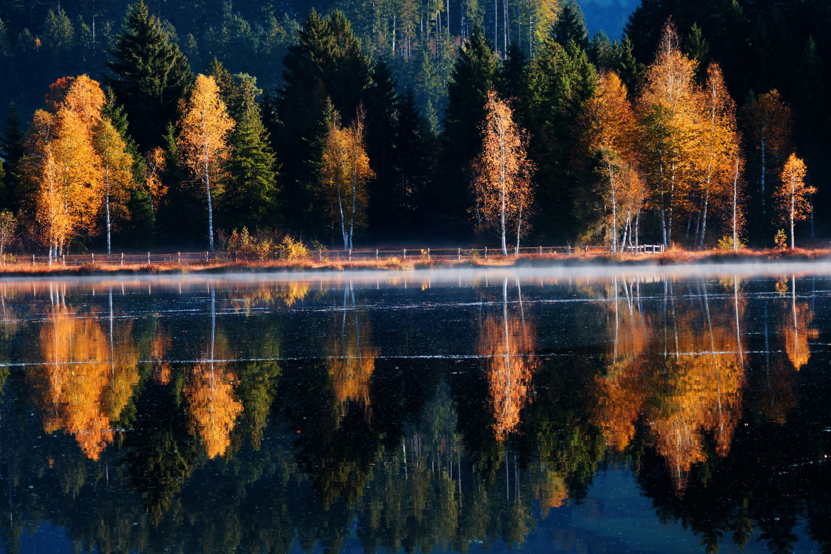 Spiegelung der Birken im Bergsee