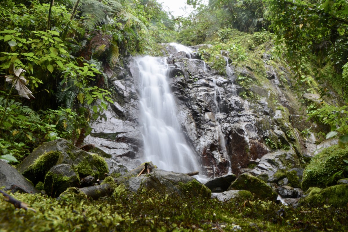 Wasserfall im Bergnebelwald