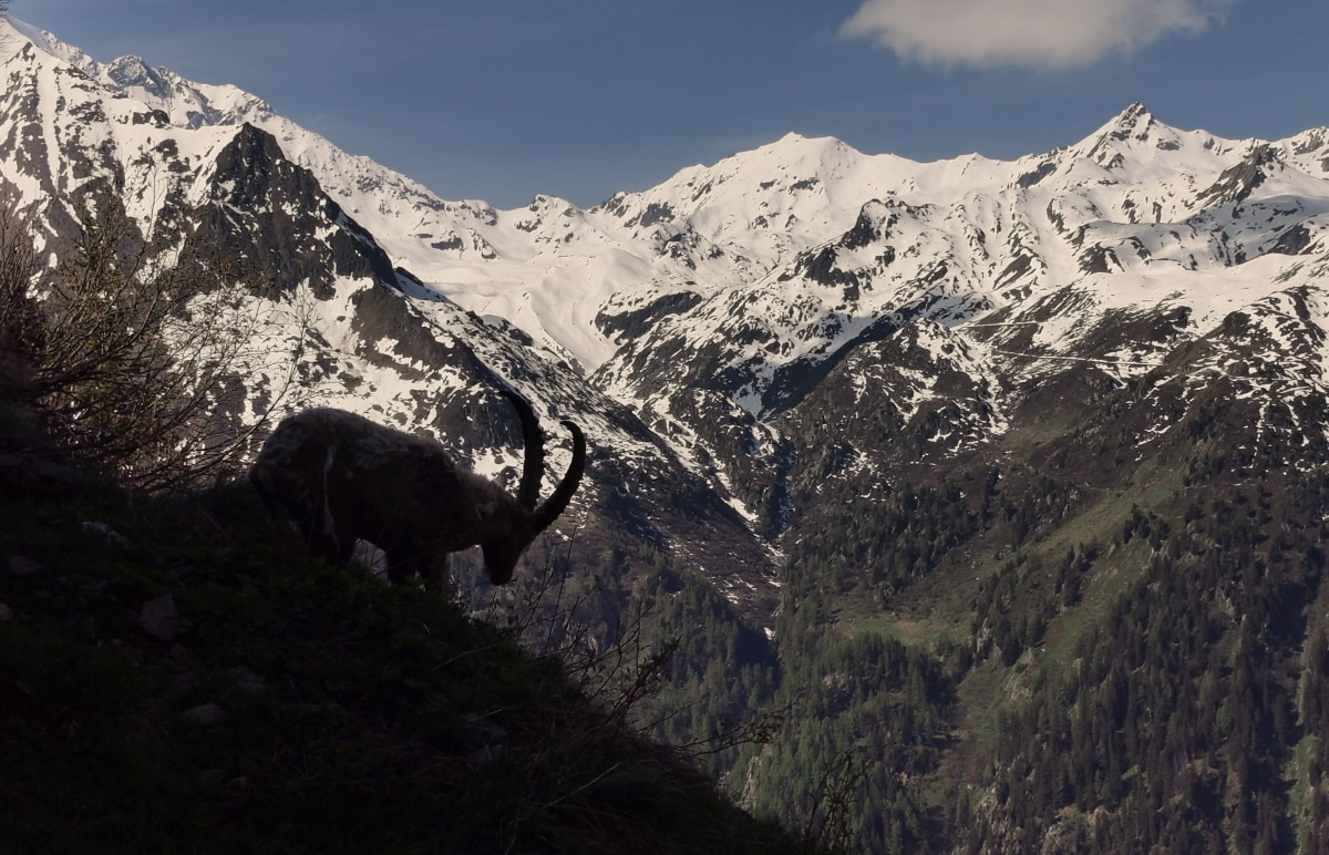 Ein normaler Wandertag auf der Haute Route Chamonix-Zermatt