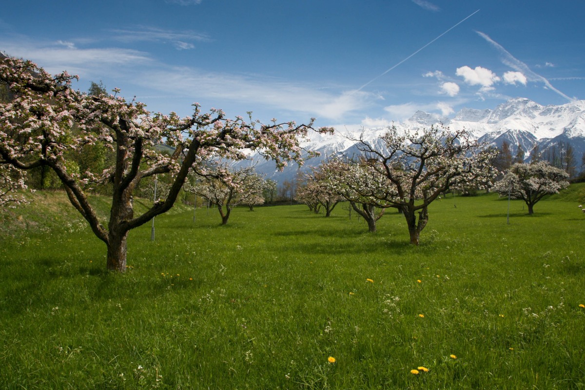 Obstblüte im Vinschgau