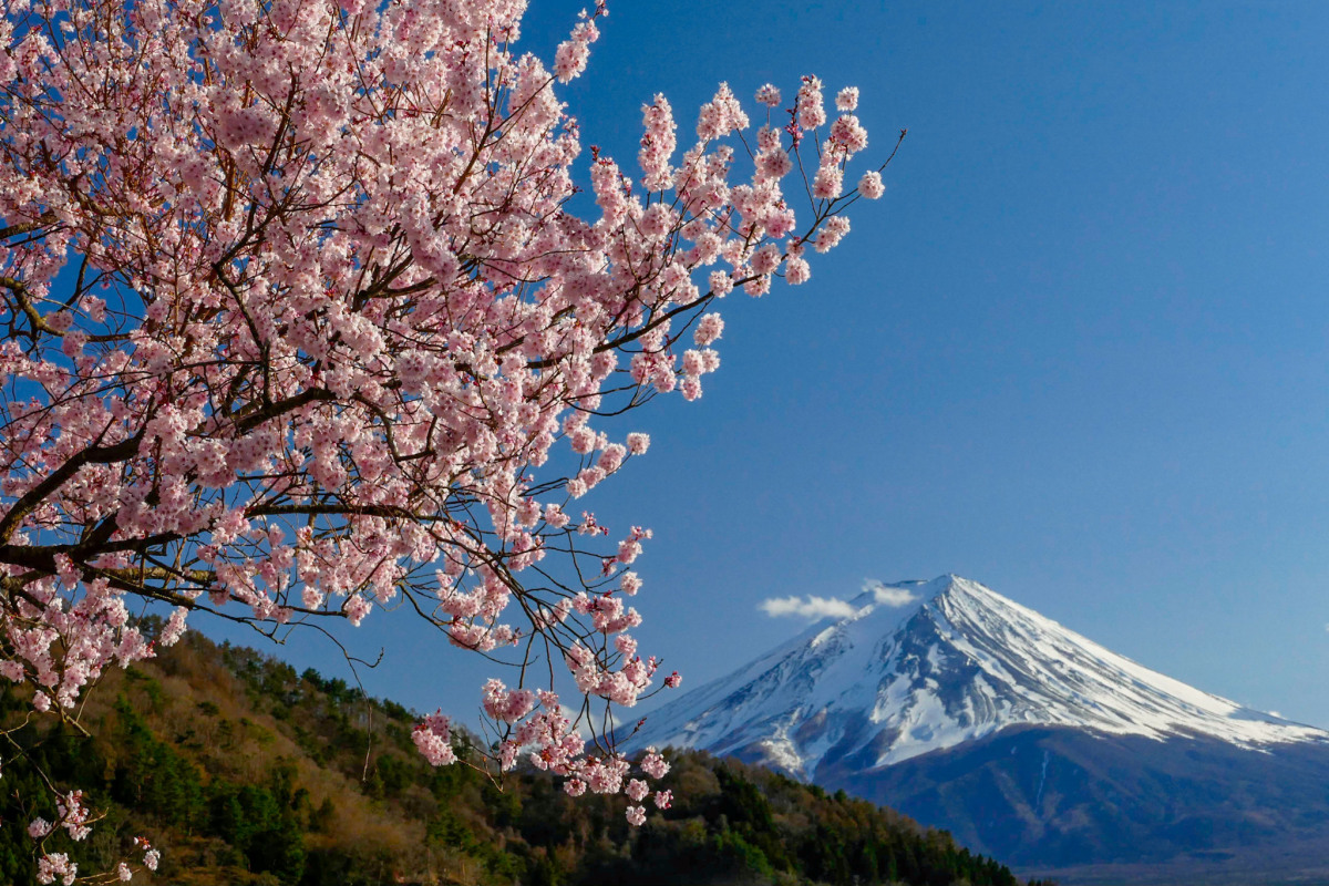 Mt. Fuji & Sakura