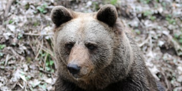 Tödlicher Bärenangriff: Verzicht auf nächtliche Bergwacht-Einsätze?
