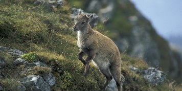 Tiere der Alpen: Vom Alpensalamander zum Steinbock