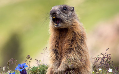 8 Dinge, die ihr noch nicht über Murmeltiere wusstet!