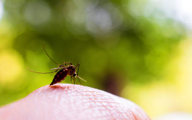 Tipps zu Schutzmaßnahmen, Verhaltensregeln & Behandlung: So macht die Mücke keinen Stich