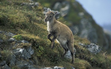 Zahlen und Fakten rund um die Tierwelt in den Alpen