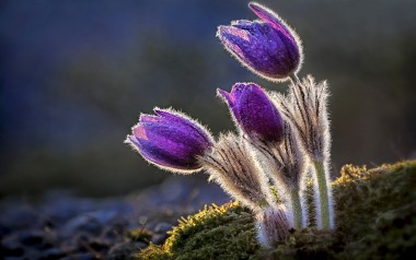 ALPIN-PICs im Mai: Fotowettbewerb "Flora und Fauna am Berg"