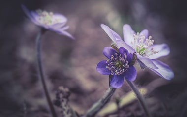ALPIN-PICs im April: "Endlich Frühling"