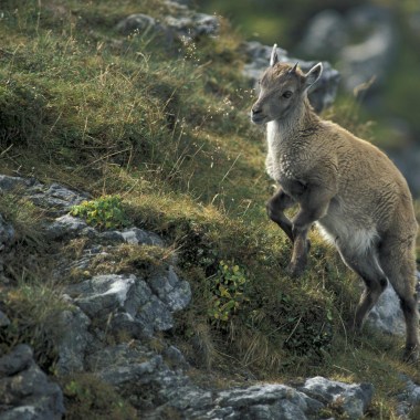 Zahlen und Fakten rund um die Tierwelt in den Alpen