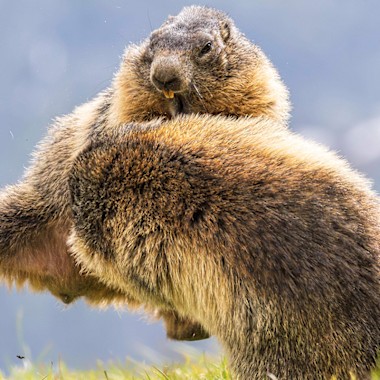 ALPIN Fotowettbewerb "Tierische Begegnungen": Jetzt Bilder einreichen!