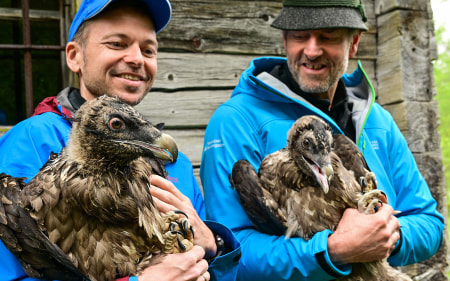 Nationalpark Berchtesgaden: Zwei Bartgeier ausgewildert
