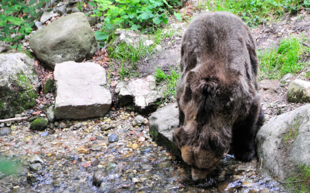 Erneuter Bärenangriff im Trentino: Wanderer verletzt
