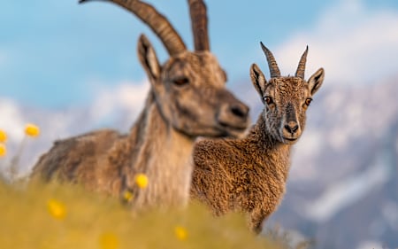 Fotowettbewerb "Tierische Begegnungen" - Jetzt Bilder einreichen!
