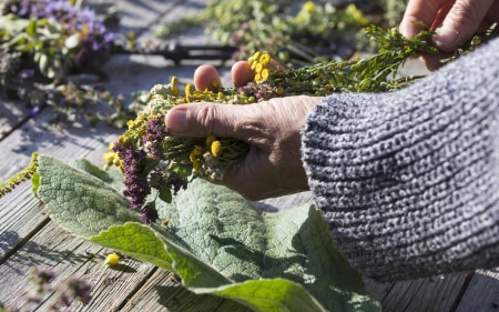 Soulfood aus den Alpen: Essbare Wildpflanzen