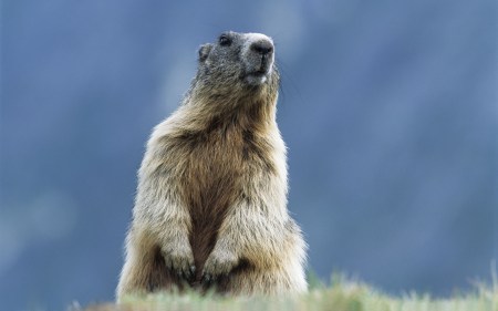 Zahlen und Fakten rund um die Tierwelt der Alpen