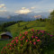 Alpenrosen Blüte