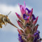 Biene mit Saugrüssel