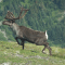 Caribou in Aktion
