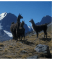 Lamas in der Cordillera Real