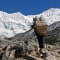 Sherpa vor dem Amphu