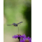 DTaubenschwäzchen - Der Kolibri unter den Schmetterlingen
