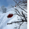 Leuchtend rote Hagebutte im Weiß des Winters