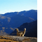 Alpakas in Peru
