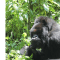 Berggorilla in Ruanda
