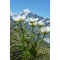 Mount Cook und Mount Cook Lilly