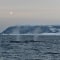Wasserspielende Wale  im Winter